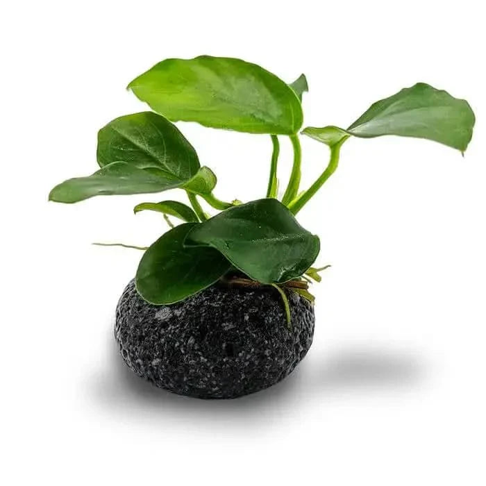 Aquatic plant on lava rock.