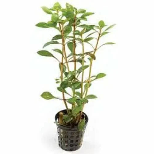 Green leafy plant in black pot.