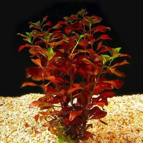 Narrow Ludwigia - 5cm Pot