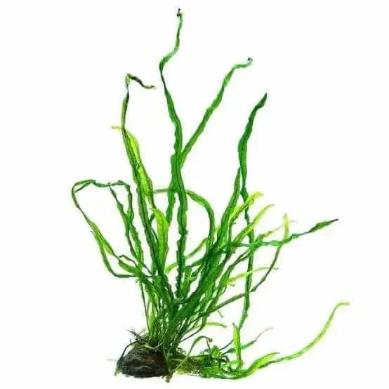Green, wavy aquatic plant.