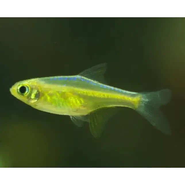Translucent yellow tetra fish.
