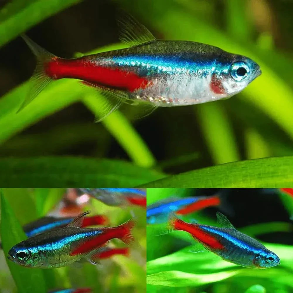 Neon tetra fish.