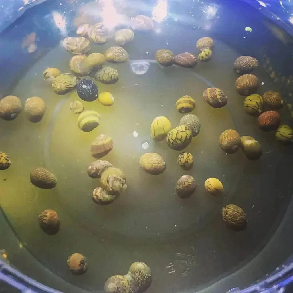 Aquatic snails in murky water.