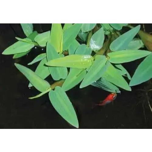 Aquatic plant with a red fish.