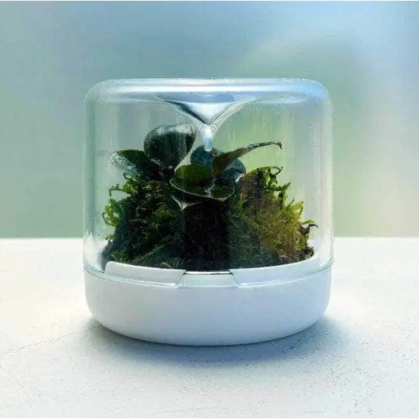 NEW Sanctuary Terrarium Terracotta