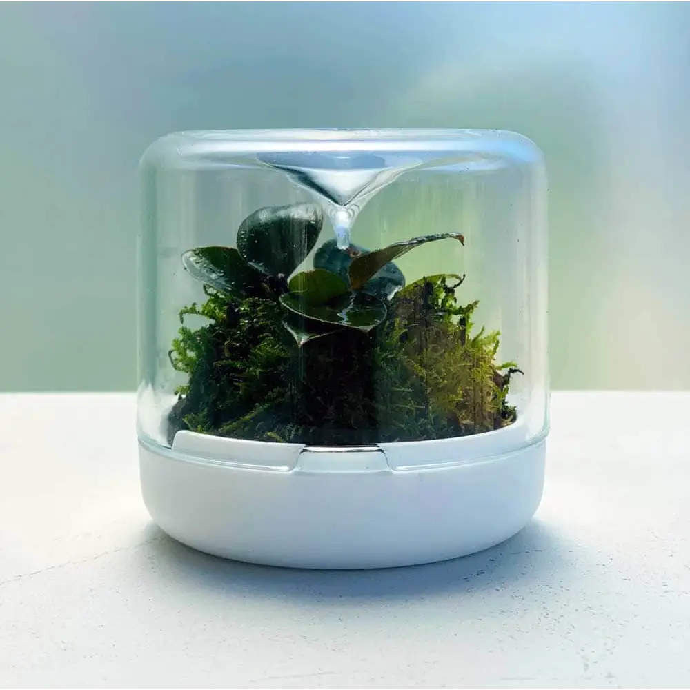 NEW Sanctuary Terrarium Terracotta