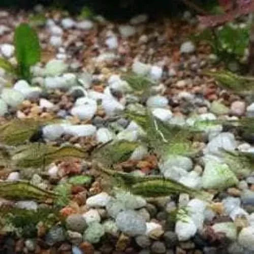 Camouflaged fish on gravel.