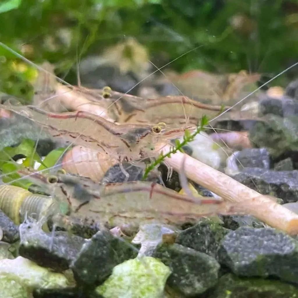 Ghost shrimp cluster.