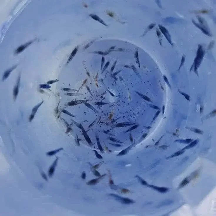 Bucket full of small fish.