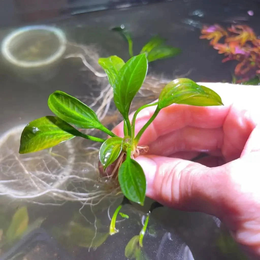 Aquatic plant with green leaves and white roots.