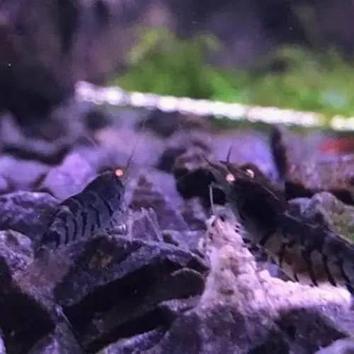 Striped freshwater shrimp.