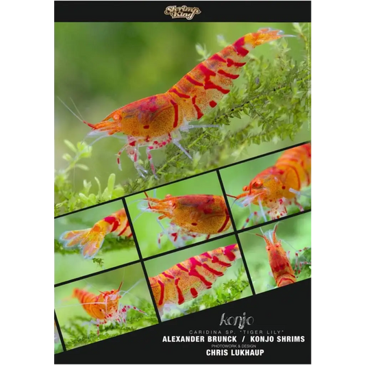 Orange Eyes Red Tiger Shrimp Poster