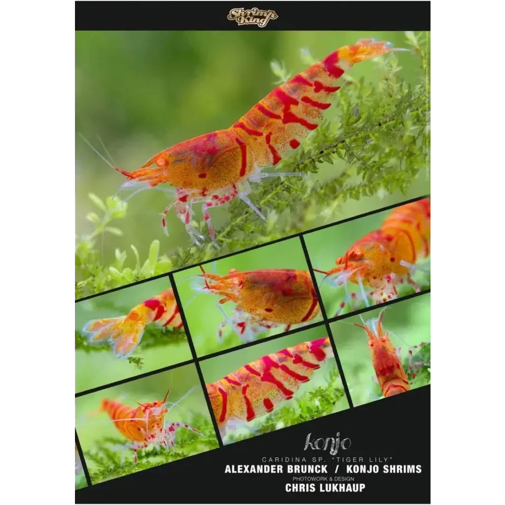 Orange and red tiger lily shrimp.