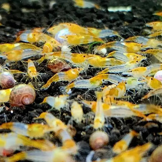 Golden yellow shrimp swarm.