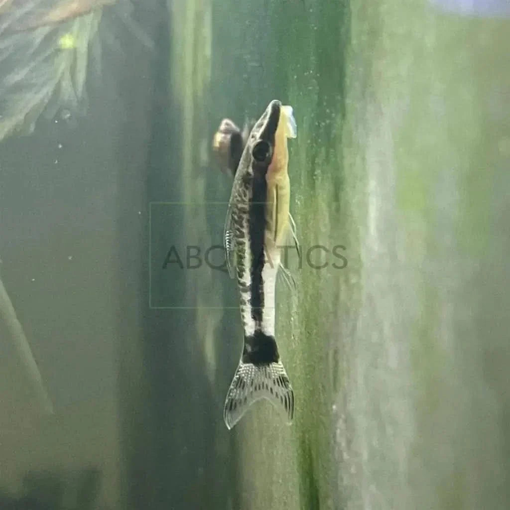Pristella maxillaris fish.
