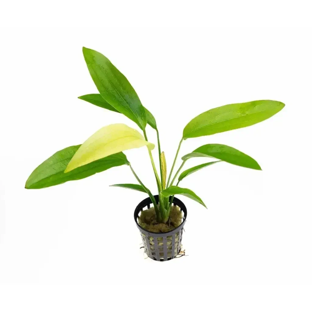 Aquatic plant in a black pot.