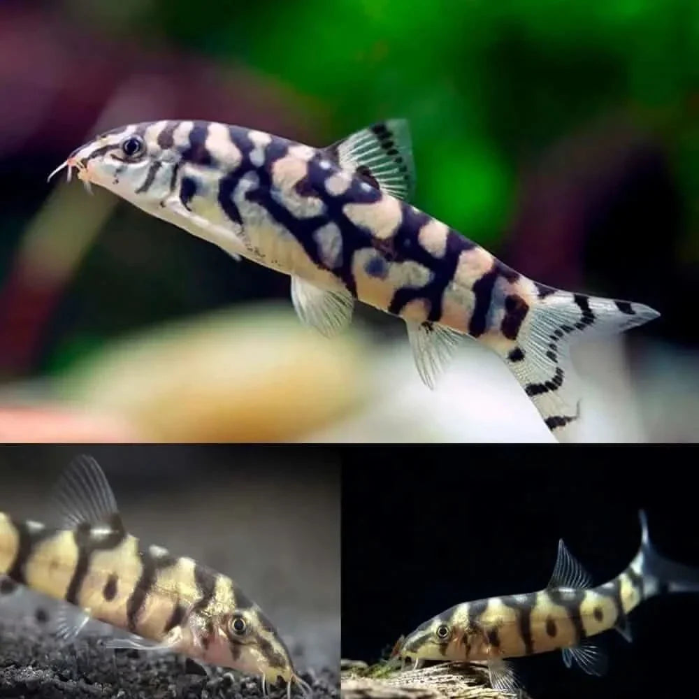 Clown loach fish.