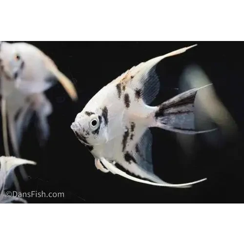 White angelfish with black spots.