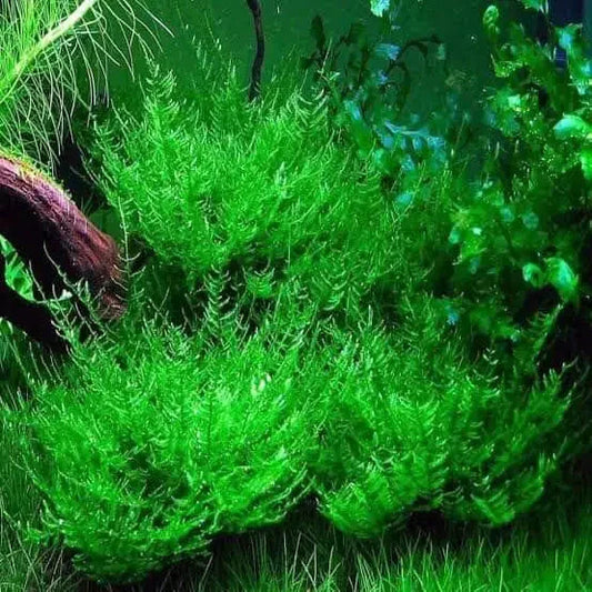 Peacock Moss