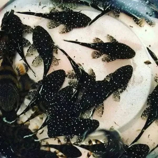 Black fish with white spots.