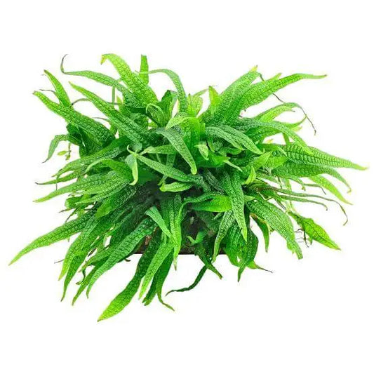 Philippine Java fern (2-3 leaves on rhizome)