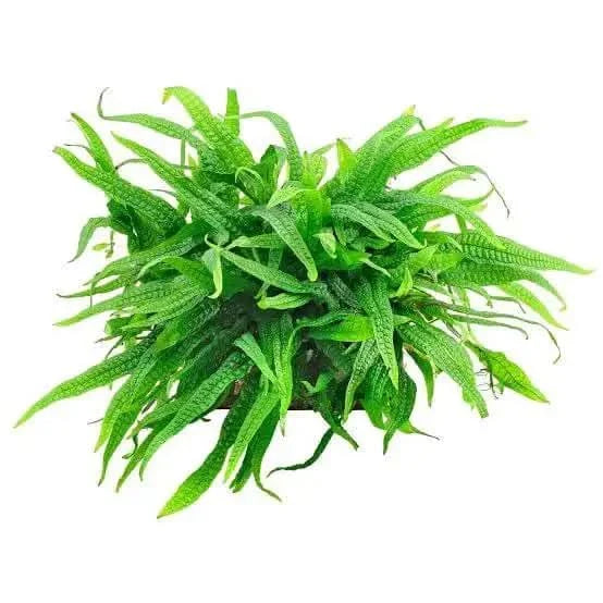 Bright green java fern.