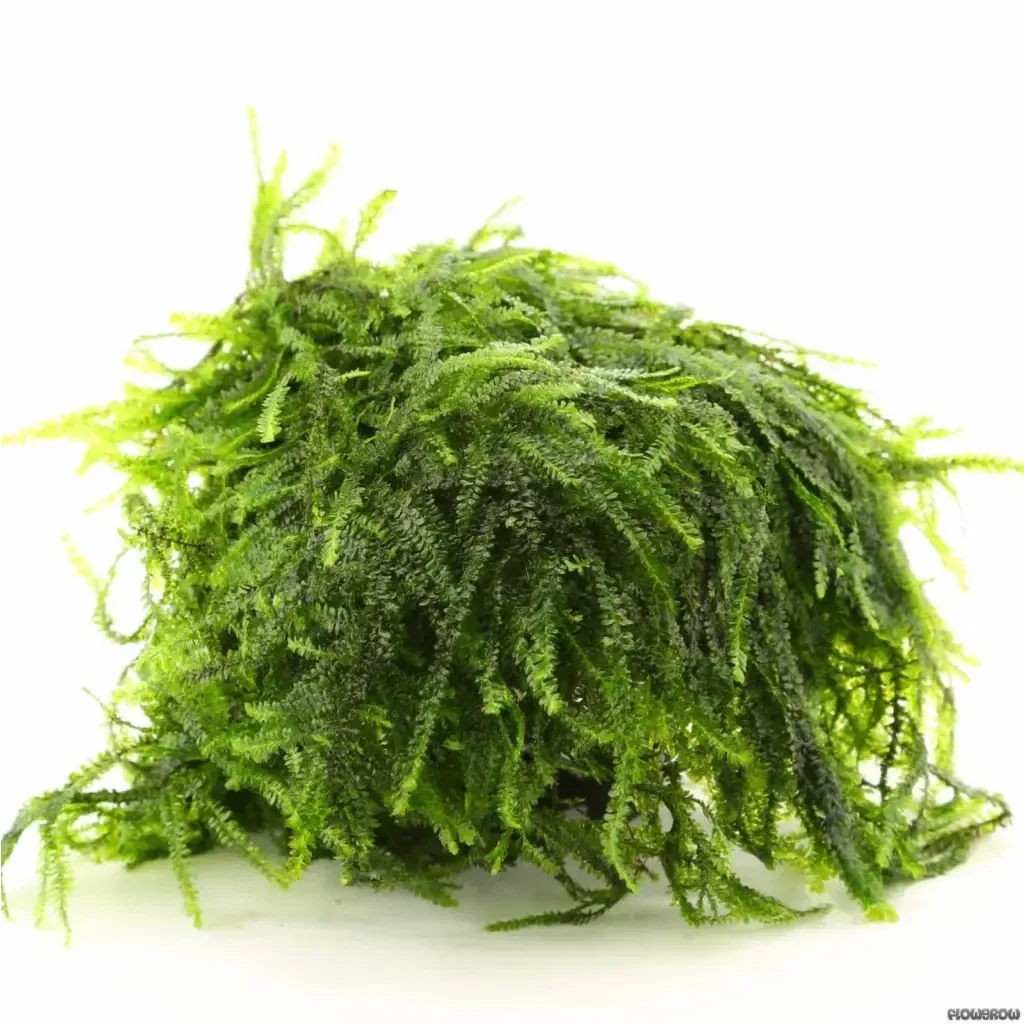 Lush green aquatic moss.