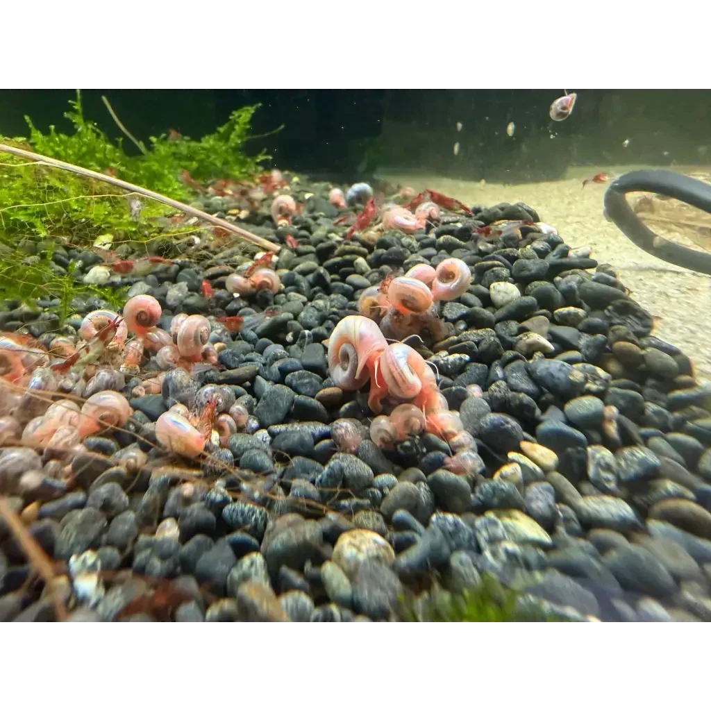 Aquarium with snails and shrimp.