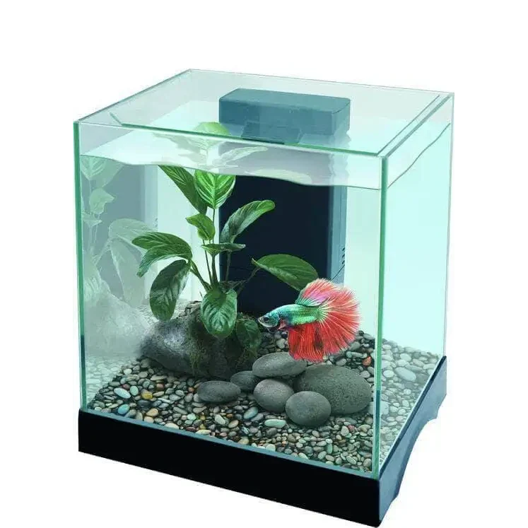 Square fish tank with betta fish.