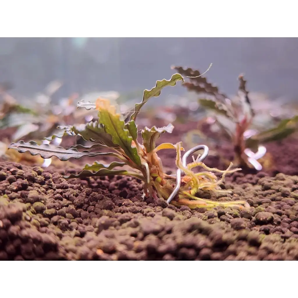 Green leafy aquatic plant with serrated edges, soil substrate.