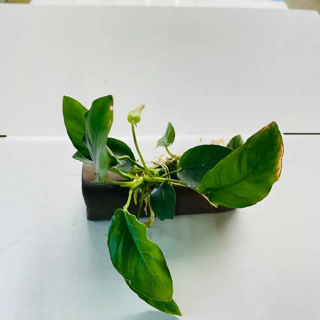 Pleco Breeding Cave With Anubias D03-10