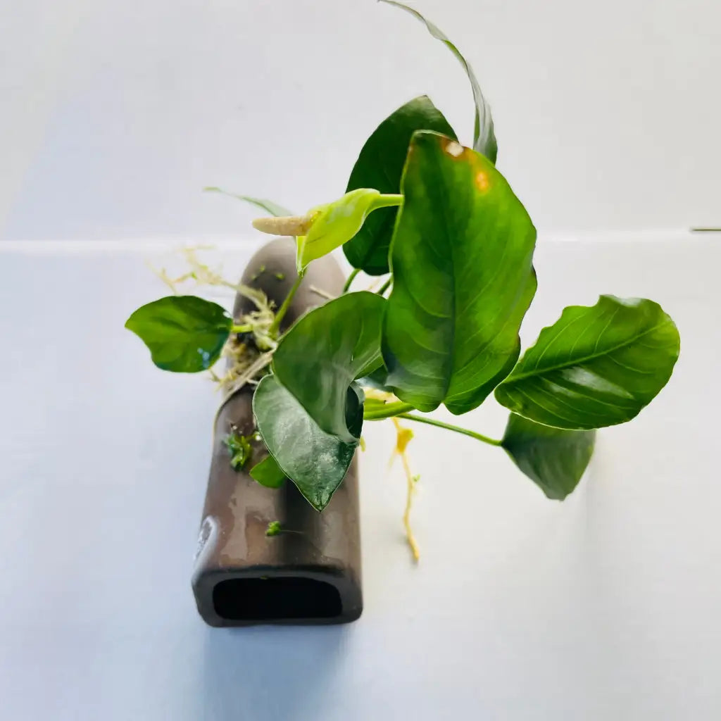 Pleco Breeding Cave With Anubias D03-10