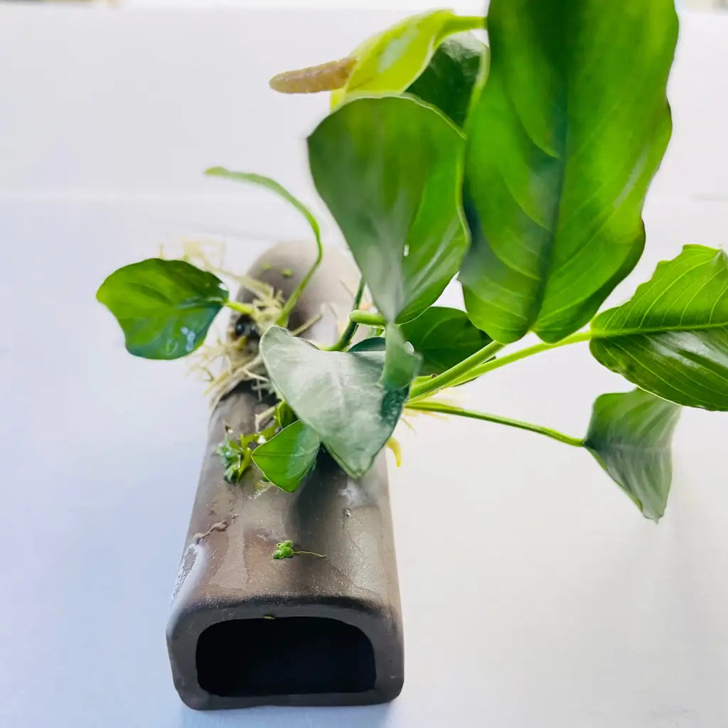 Pleco Breeding Cave With Anubias D03-10