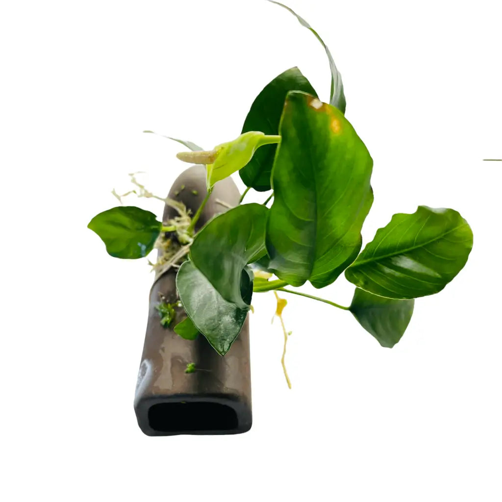 Pleco Breeding Cave With Anubias D03-10