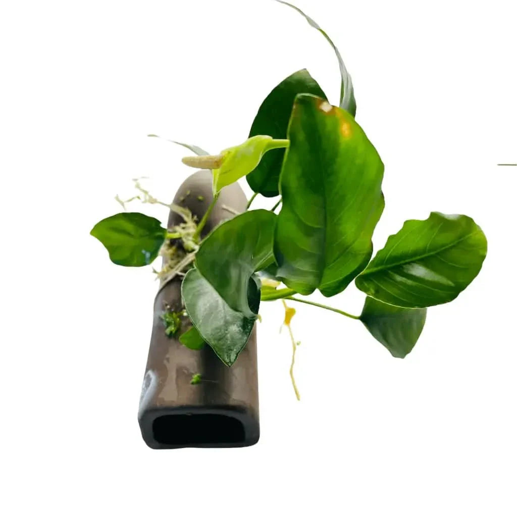 Aquatic plant on a ceramic tube.