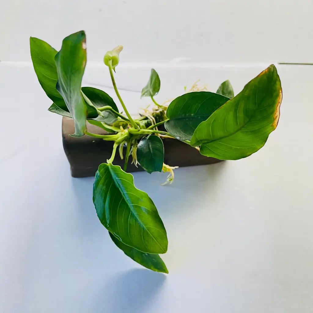 Pleco Breeding Cave With Anubias D03-10