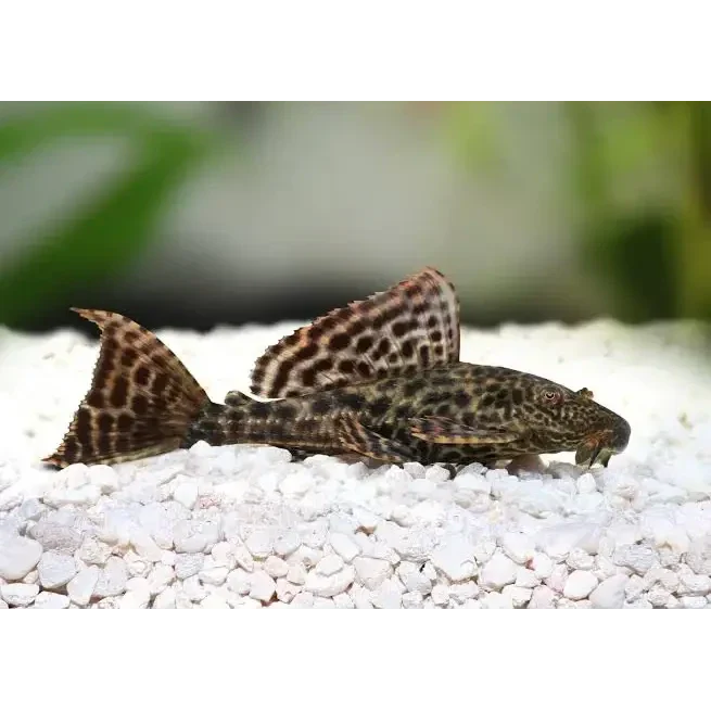 Spotted pleco fish.