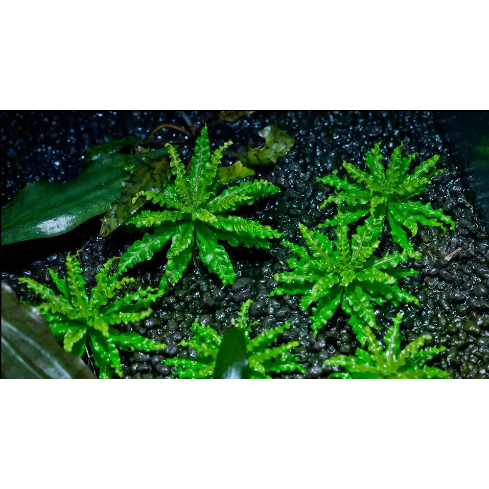 Pogo Helferi - 1 PLANT