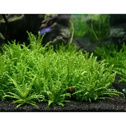 Pogo Helferi - 3 Stem