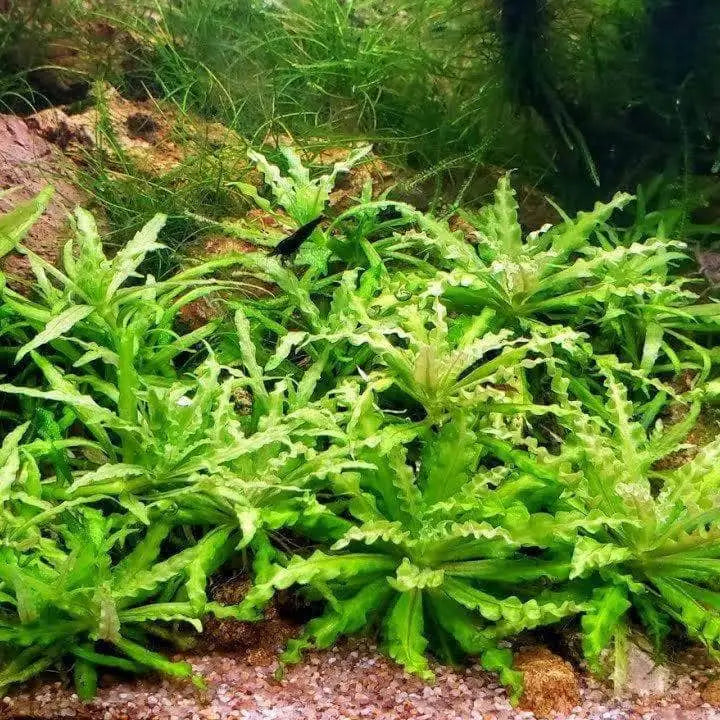Pogo Helferi Vase Urn 5cm