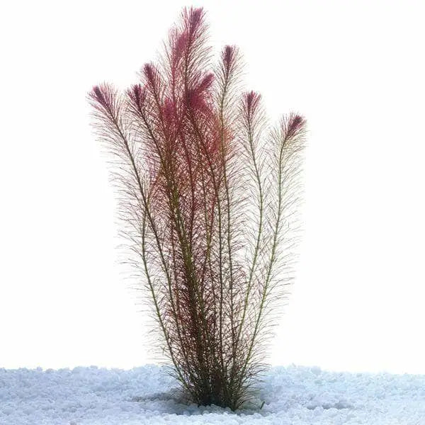 Pogostemon Stellata