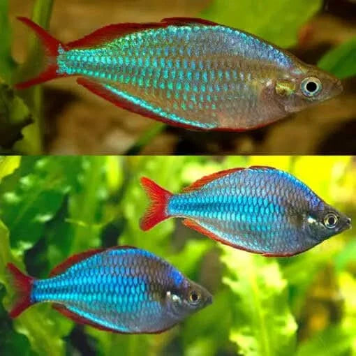 Colorful rainbowfish.