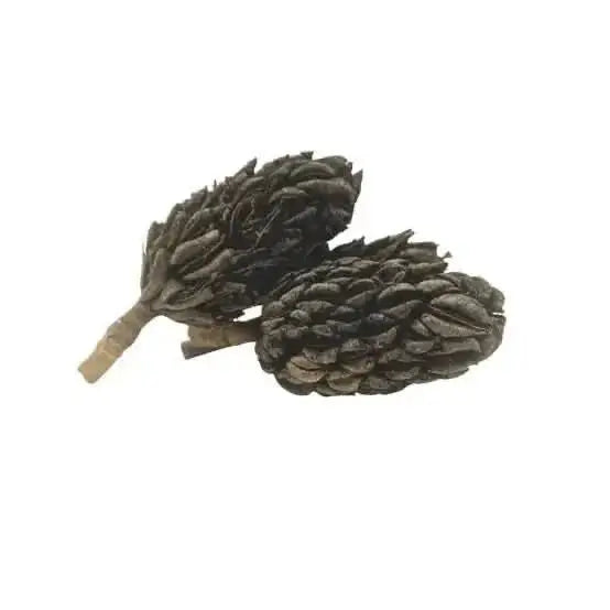Two dried, dark brown magnolia seed pods.