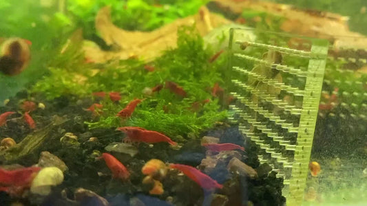 Acrylic Corner Feeding Ring