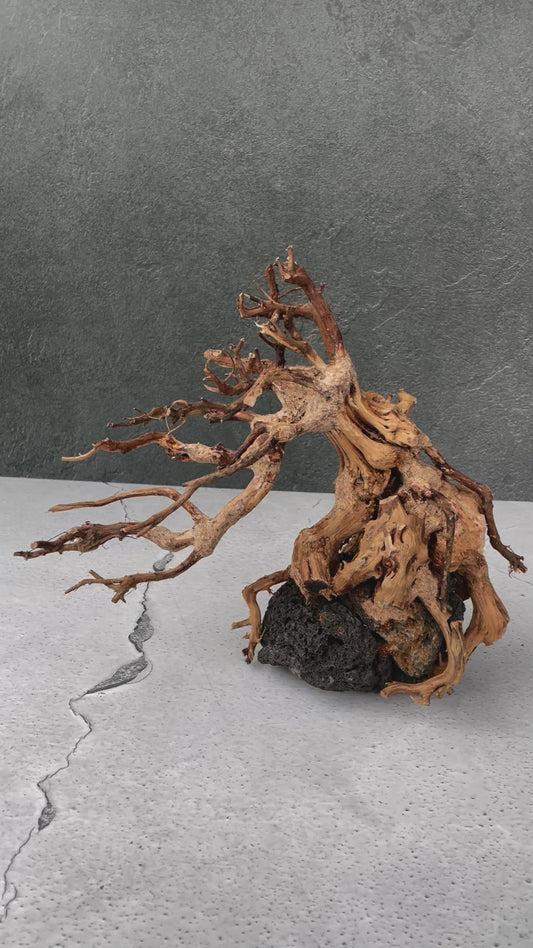 Aquascaping Handmade Aquatic Bonsai Driftwood Tree 30cm(L)x25cm(H) ABQ27