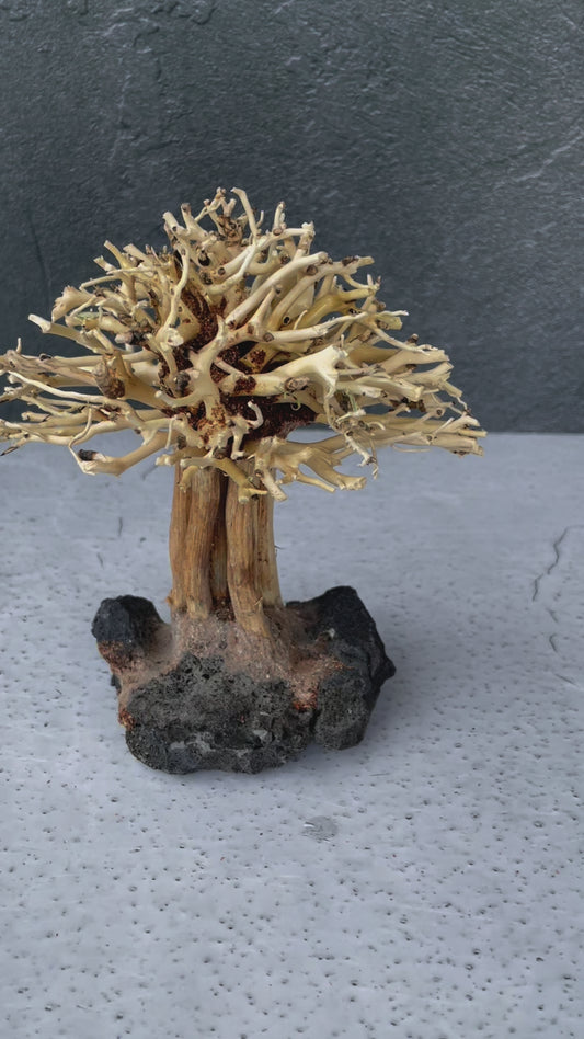 Aquascaping Mini Handmade Aquatic Bonsai Driftwood Tree15cm(H)x12cm(L) ABQ10