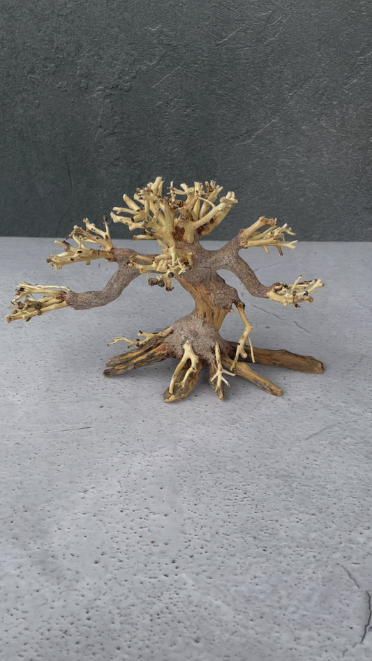 Aquascaping Handmade Aquatic Bonsai Driftwood Tree 20cm(L)x15cm(H) ABQ45
