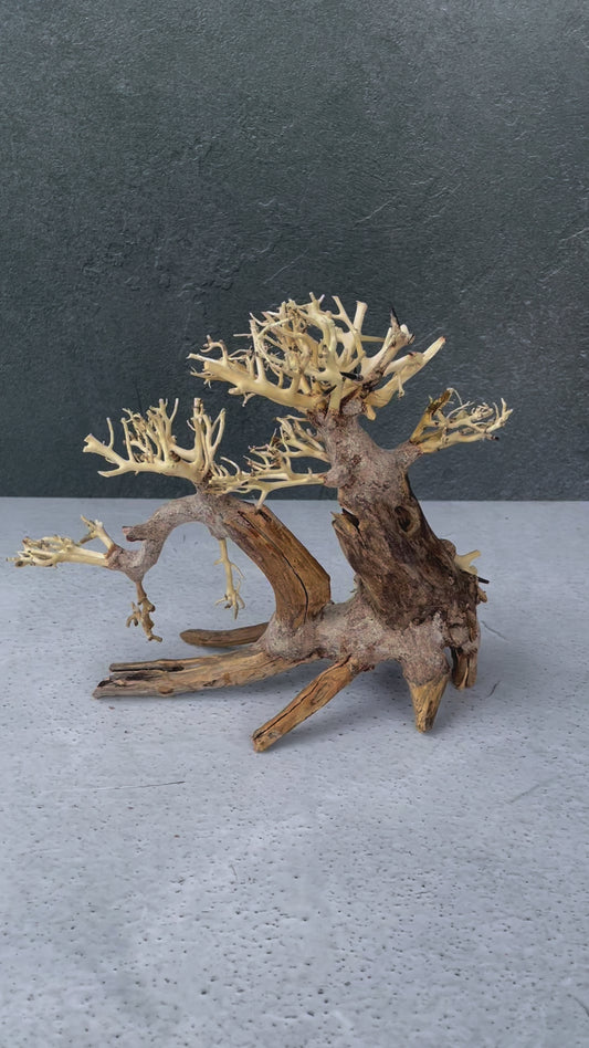 Aquascaping Handmade Aquatic Bonsai Driftwood Tree 25cm(L)x20cm(H) ABQ39