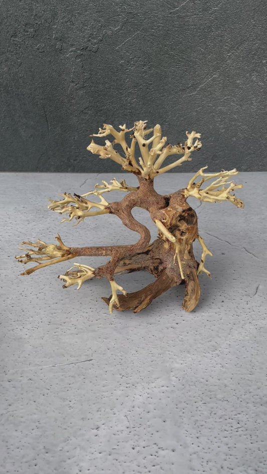 Aquascaping Handmade Aquatic Bonsai Driftwood Tree 20cm(L)x15cm(H) ABQ07