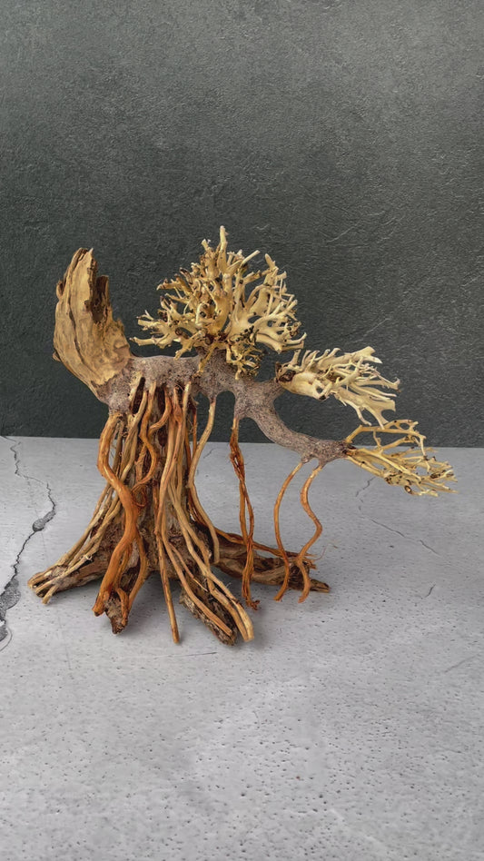 Aquascaping Handmade Aquatic Bonsai Driftwood Tree 30cm(L)x25cm(H) ABQ40